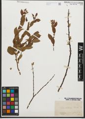 Foto von Salix starkeana Willd.